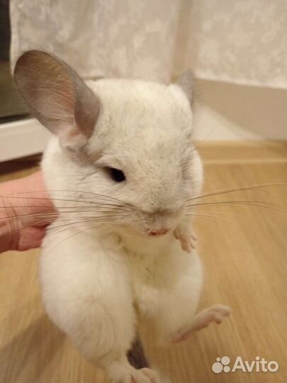 Шиншилла с витриной