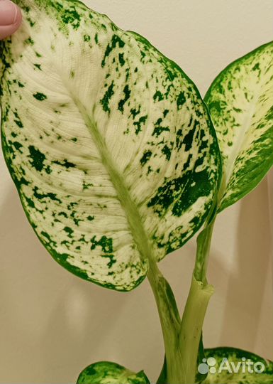 Диффенбахия Камилла, ледебурия