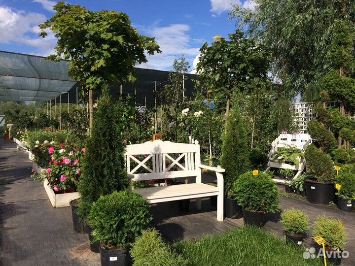 Хвойные деревья и кустарники