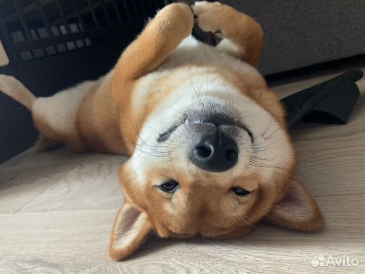 Сиба ину вязка