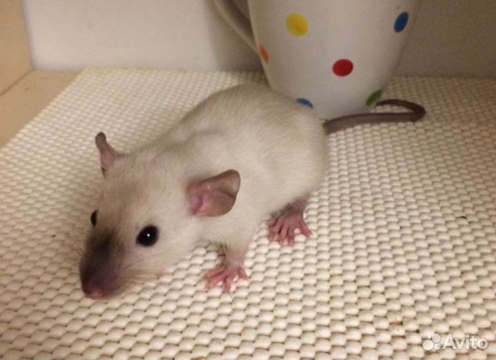 Эксклюзивные крысята Дамбо малыши