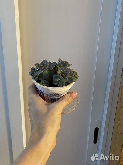 Кактусы и суккуленты, эхеверия