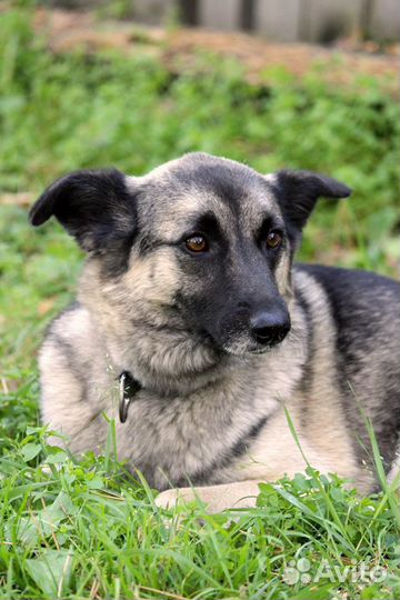 Восточноевропейская овчарка