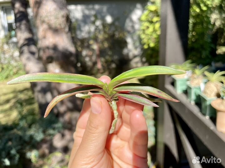 Neofinetia falcata Beniogi