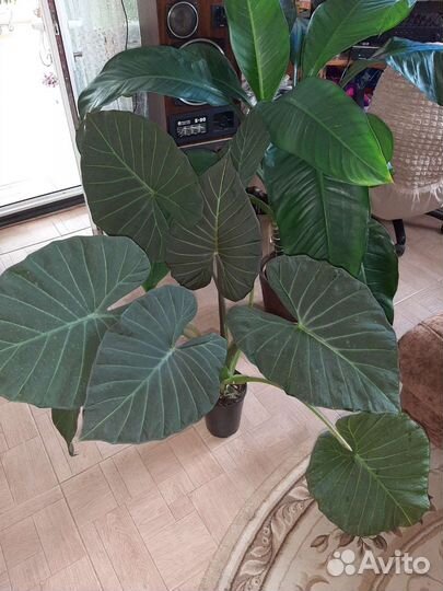 Алоказия Регал Шилдс