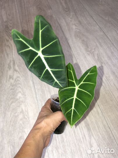 Аглаонема,сансевьерия,хойя,сингониум