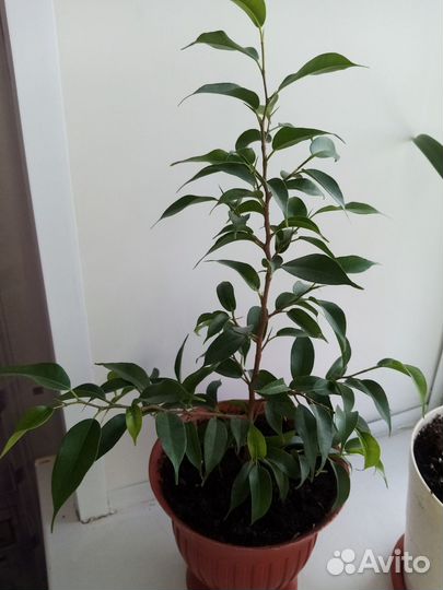 Фикус бенджамина