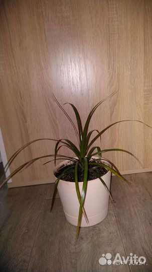 Драцена маргината