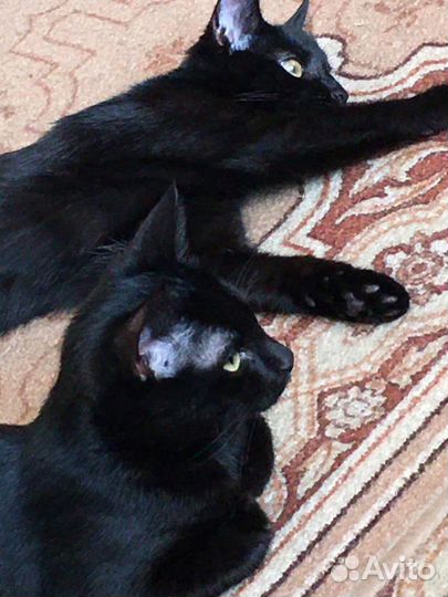 2 чёрные кошечки