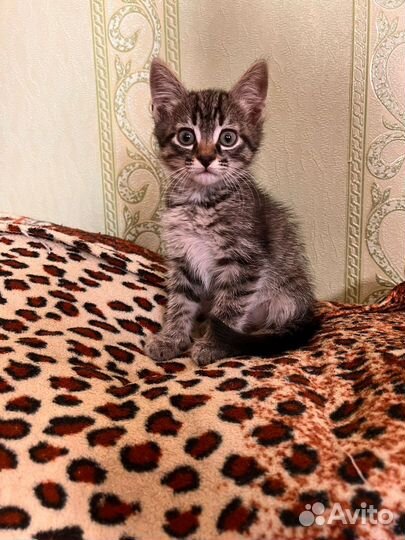 Котята в добрые руки бесплатно