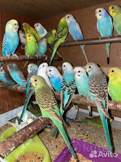 Волнистый попугай