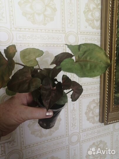 Филодендроны - черенки с корнями