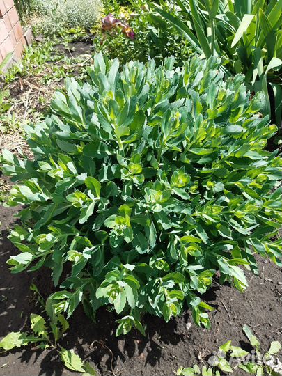 Хоста.очиток