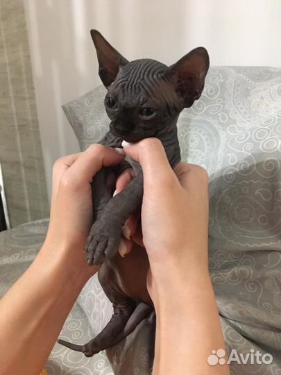 Канадский сфинкс вязка