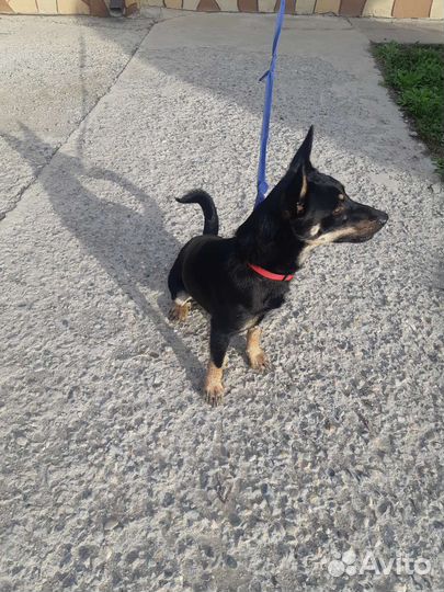 Найдена собака