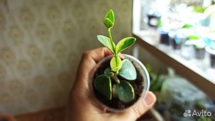 Редкая Хойя cumingiana albomarginata