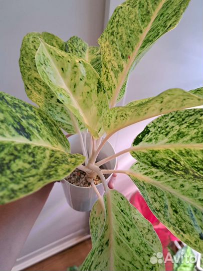 Аглаонемы Lak Sub Thong, Legacy red, White Lance