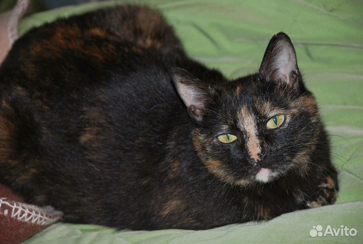 Киса в заботливые руки