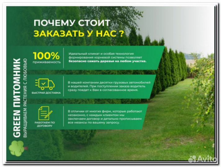 Туя Колумна 2,5 м