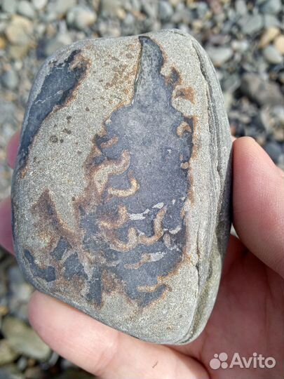 Окаменелости камни отпечатки на камне