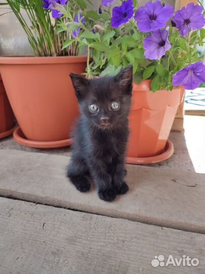 Домашние животные котята