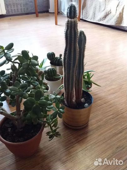 Кактус, алоэ