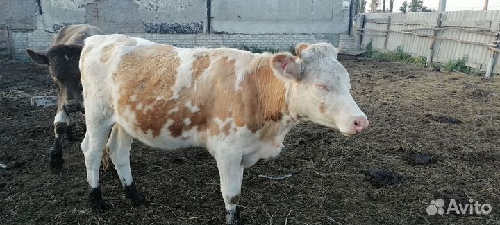 2 телки и 1 первотёлка стельные