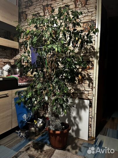 Фикус бенджамина