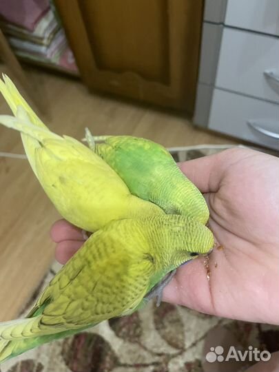 Волнистый попугай