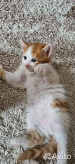 Отдамкотят