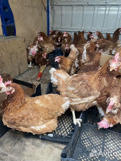 Курицы несушки