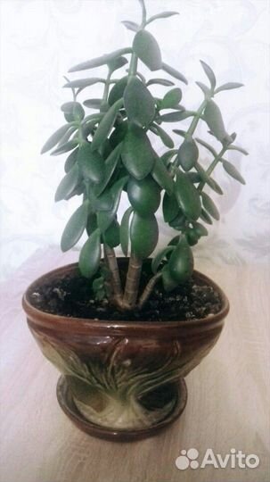 Денежное дерево цветы