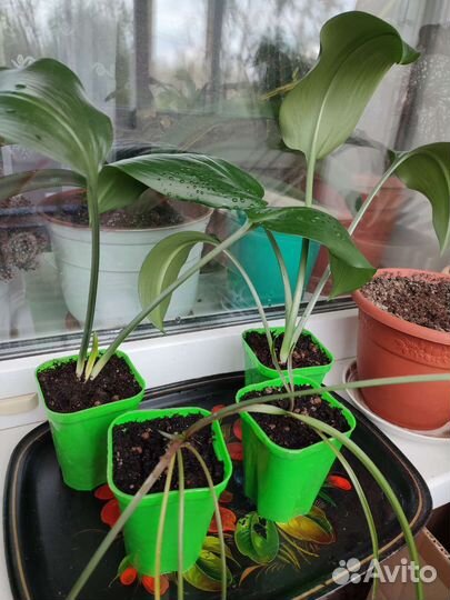 Горшечные цветы