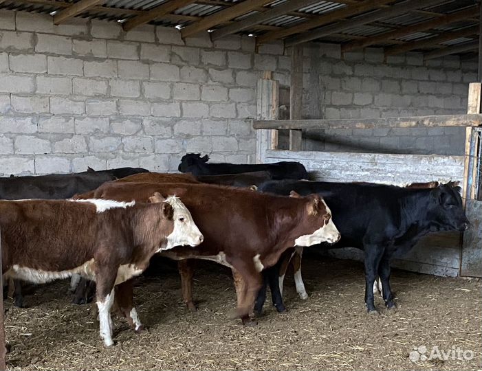 Продаются телки