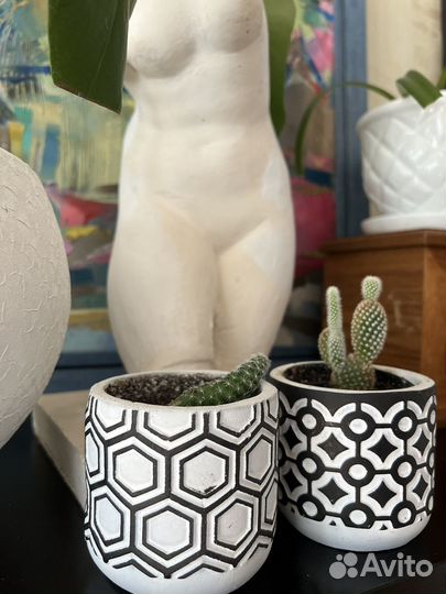 Кактусы. Суккуленты