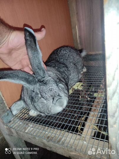 Кролики породы фландр и бабочка