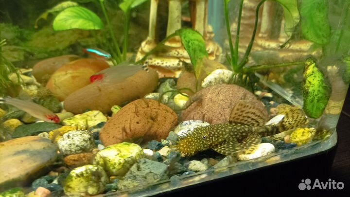 Анциструс самец