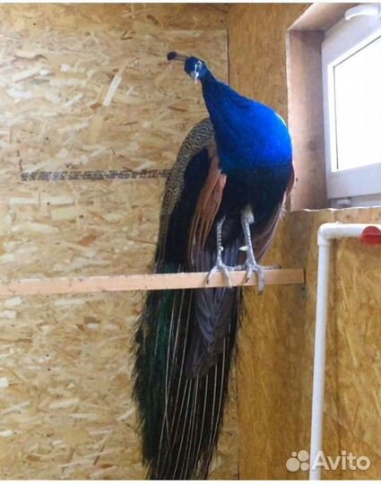 Фазаны павлины