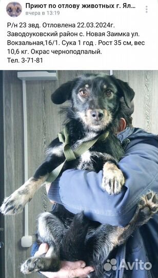 Собака в добрые руки маленькая порода