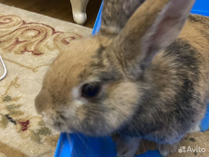 Кроличий помёт