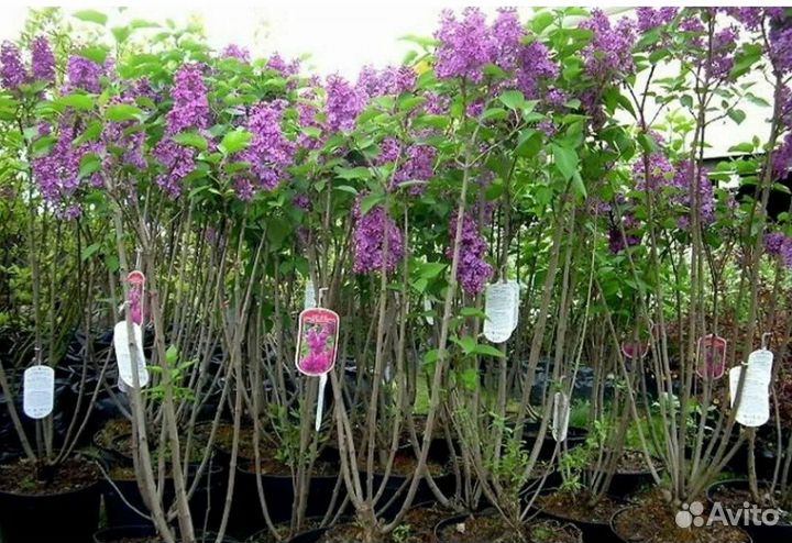 Сирень венгерская