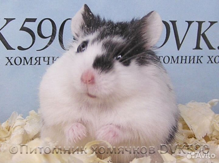 Хомячок, Новая клетка, Корм, Опилки + Доставка