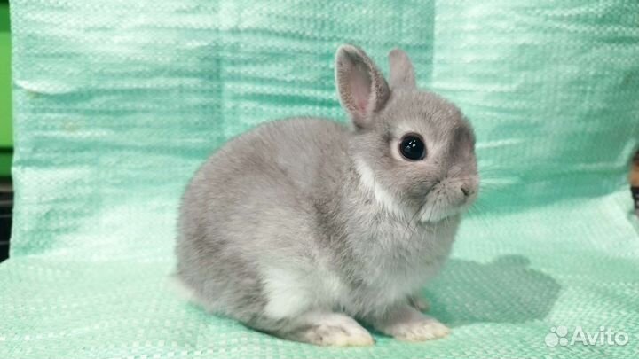 Кролики миниатюрных пород