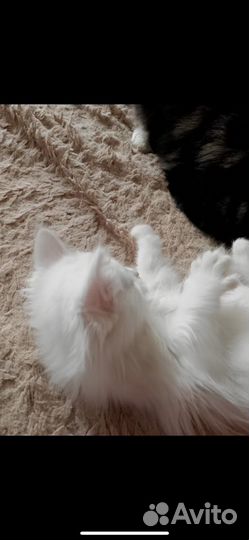 Котята мейн-кун белый