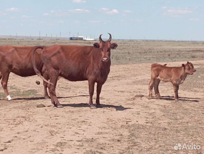 Коровы с телятами