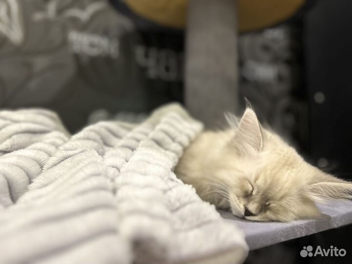 Котенок невский маскарадный