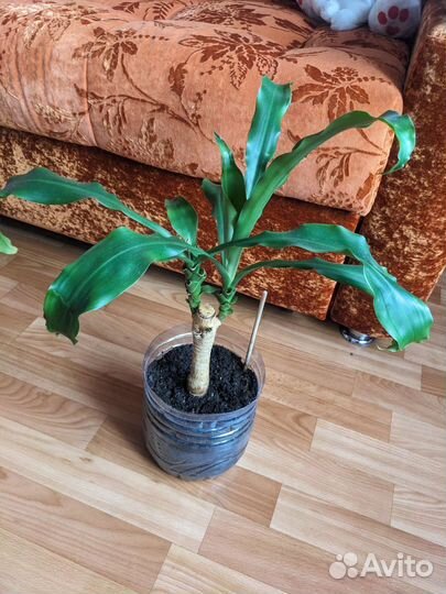 Драцена Массанжеана