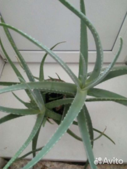 Алоэ,сигнониум, педилантус, традесканция