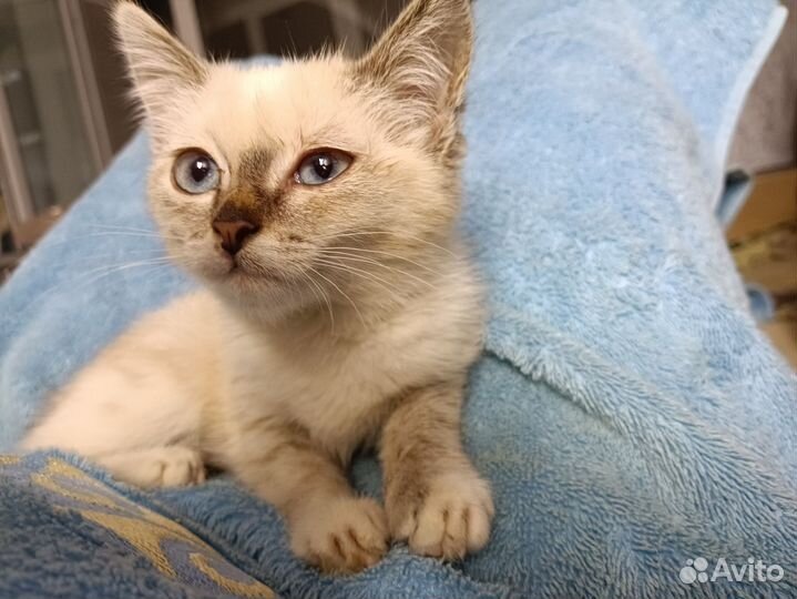 Котёнок с голубыми глазами. Девочка