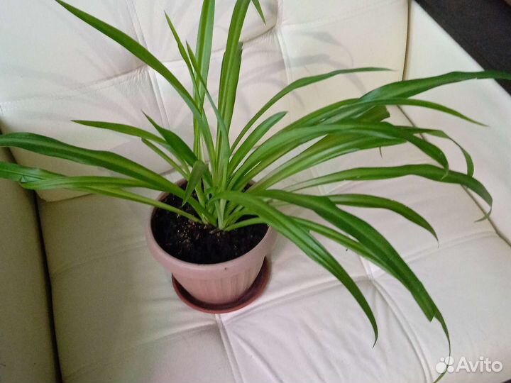 Хлорофитум обычный